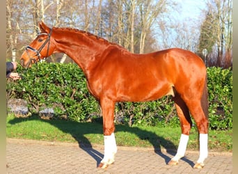 Hanoverian, Gelding, 7 years, 16.3 hh, Chestnut-Red