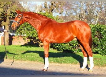 Hanoverian, Gelding, 7 years, 16.3 hh, Chestnut-Red