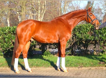 Hanoverian, Gelding, 7 years, 16.3 hh, Chestnut-Red