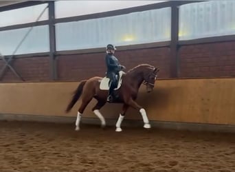 Hanoverian, Gelding, 7 years, 16,3 hh, Chestnut-Red