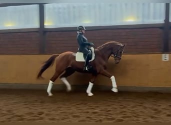 Hanoverian, Gelding, 7 years, 16,3 hh, Chestnut-Red