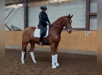 Hanoverian, Gelding, 7 years, 16,3 hh, Chestnut-Red