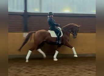 Hanoverian, Gelding, 7 years, 16,3 hh, Chestnut-Red