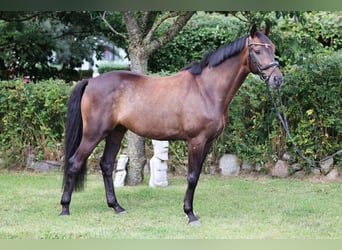 Hanoverian, Gelding, 7 years, 16 hh, Bay-Dark