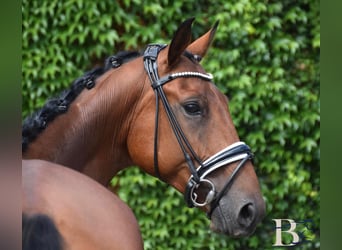 Hanoverian, Gelding, 7 years, 16 hh, Brown