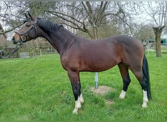 Hanoverian, Gelding, 7 years, 16 hh, Brown