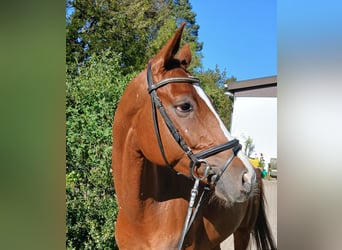 Hanoverian, Gelding, 7 years, 16 hh, Chestnut-Red