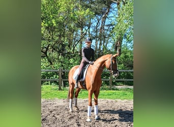 Hanoverian, Gelding, 7 years, 16 hh, Chestnut-Red