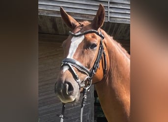 Hanoverian, Gelding, 7 years, 16 hh, Chestnut