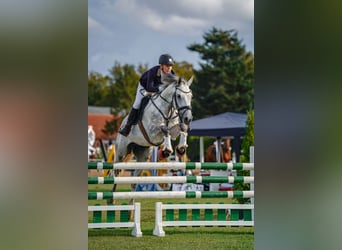 Hanoverian, Gelding, 7 years, 16 hh, Grey