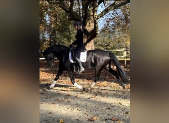 Hanoverian, Gelding, 7 years, 16 hh, Smoky-Black