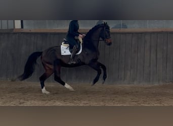 Hanoverian, Gelding, 7 years, 16,1 hh, Brown