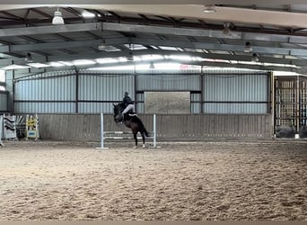 Hanoverian, Gelding, 7 years, 16,1 hh, Brown