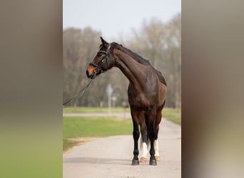 Hanoverian, Gelding, 7 years, 16,1 hh, Brown