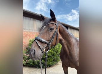 Hanoverian, Gelding, 7 years, 16,1 hh, Brown