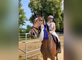 Hanoverian, Gelding, 7 years, 16,1 hh, Brown