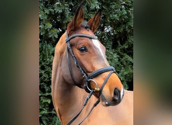 Hanoverian, Gelding, 7 years, 16,1 hh, Brown