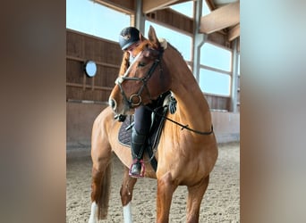 Hanoverian, Gelding, 7 years, 16,1 hh, Chestnut-Red
