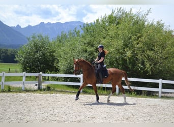 Hanoverian, Gelding, 7 years, 16,1 hh, Chestnut-Red