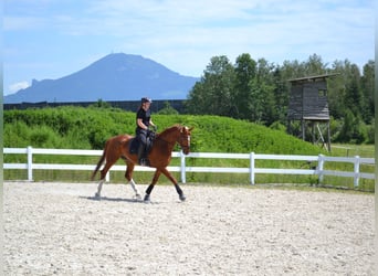 Hanoverian, Gelding, 7 years, 16,1 hh, Chestnut-Red