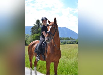 Hanoverian, Gelding, 7 years, 16,1 hh, Chestnut-Red