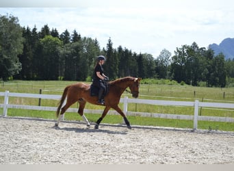 Hanoverian, Gelding, 7 years, 16,1 hh, Chestnut-Red
