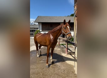 Hanoverian, Gelding, 7 years, 16,1 hh, Chestnut-Red
