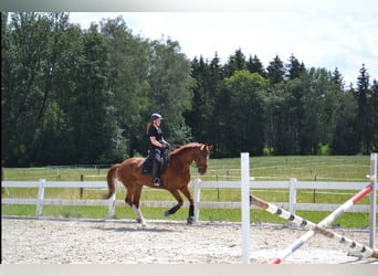 Hanoverian, Gelding, 7 years, 16,1 hh, Chestnut-Red