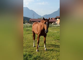 Hanoverian, Gelding, 7 years, 16,1 hh, Chestnut-Red