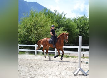 Hanoverian, Gelding, 7 years, 16,1 hh, Chestnut-Red