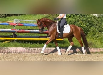 Hanoverian, Gelding, 7 years, 16,1 hh, Chestnut-Red