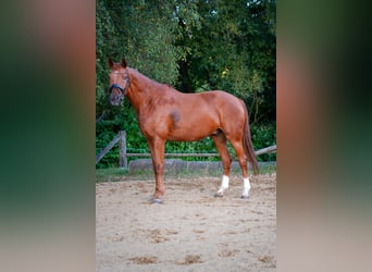 Hanoverian, Gelding, 7 years, 16,1 hh, Chestnut-Red