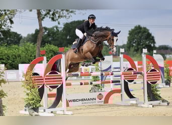 Hanoverian, Gelding, 7 years, 16,1 hh