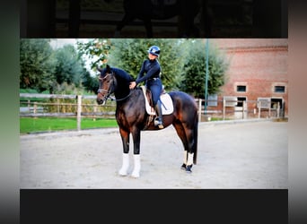 Hanoverian, Gelding, 7 years, 16,2 hh, Bay-Dark