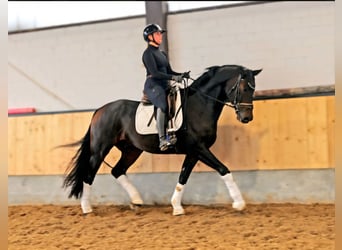 Hanoverian, Gelding, 7 years, 16,2 hh, Bay-Dark