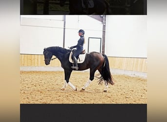 Hanoverian, Gelding, 7 years, 16,2 hh, Bay-Dark