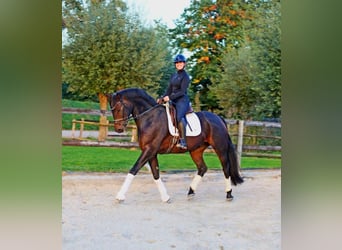 Hanoverian, Gelding, 7 years, 16,2 hh, Bay-Dark