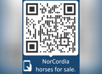 Hanoverian, Gelding, 7 years, 16,2 hh, Black