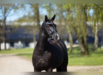 Hanoverian, Gelding, 7 years, 16,2 hh, Black