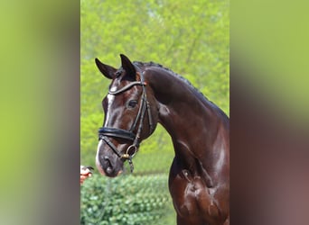 Hanoverian, Gelding, 7 years, 16,2 hh, Black