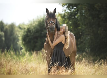 Hanoverian, Gelding, 7 years, 16,2 hh, Brown