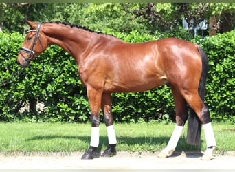 Hanoverian, Gelding, 7 years, 16,2 hh, Brown