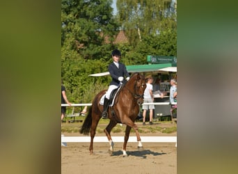 Hanoverian, Gelding, 7 years, 16,2 hh, Chestnut