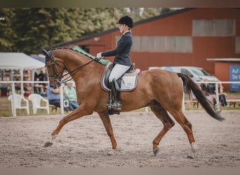 Hanoverian, Gelding, 7 years, 16,2 hh, Chestnut
