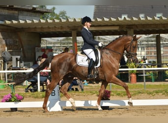 Hanoverian, Gelding, 7 years, 16,2 hh, Chestnut