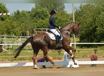 Hanoverian, Gelding, 7 years, 16,2 hh, Chestnut