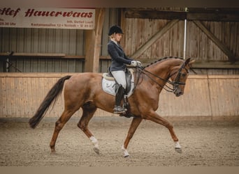 Hanoverian, Gelding, 7 years, 16,2 hh, Chestnut