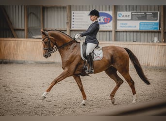 Hanoverian, Gelding, 7 years, 16,2 hh, Chestnut