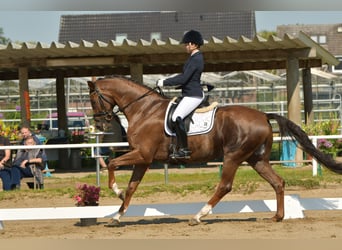 Hanoverian, Gelding, 7 years, 16,2 hh, Chestnut