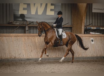 Hanoverian, Gelding, 7 years, 16,2 hh, Chestnut